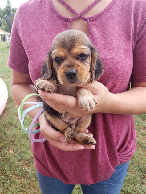 Puppies for sale anderson sc - We are breeder of miniature dachshunds and golden doodles. located in Upstate South Carolina. Dachshunds and doodles are an amazing breed with family and in the field. We strive to raise even …